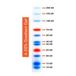 10-250kDa Wide Range Blue-Red Two Color Protein Ladder, Prestained, 100ul