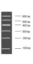 100-600bp Low Range DNA Marker B, Ready-to-use