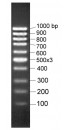 100-1000bp DNA Marker, Ready-to-use
