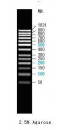 100-1000bp DNA Marker, Ready-to-use