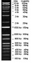 100 bp-10 Kb Wide Range DNA Logical Marker, Original Form