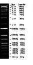 100 bp-10 Kb Wide Range DNA Logical Marker, Ready-to-use