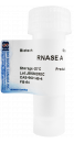 RNase A