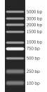 100-5000bp DNA Marker Plus, Ready-to-use
