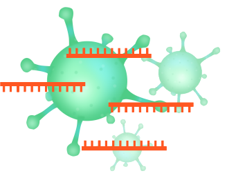 COVID-19 Primers Coronavirus - Omicron B.1.1.529 variant