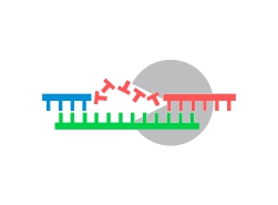 PCR amplification
