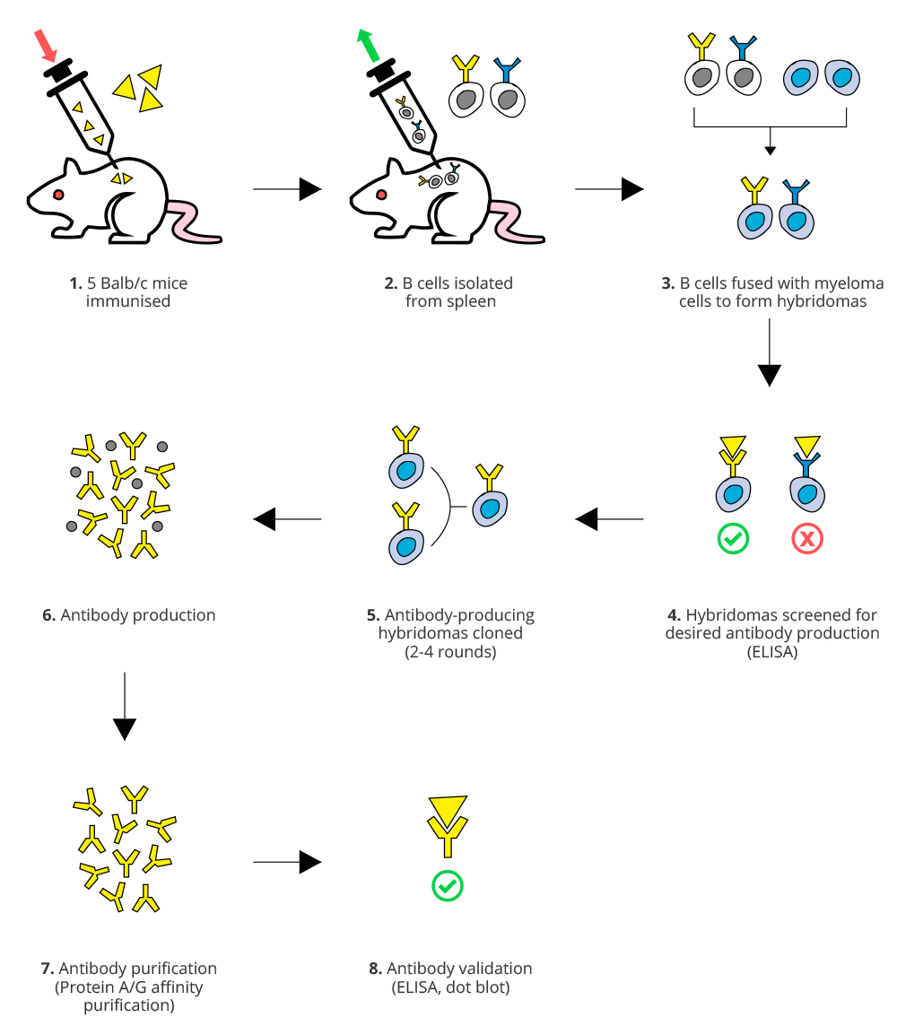 monoclonal