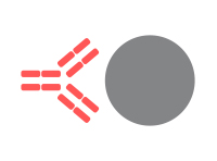 monoclonal
